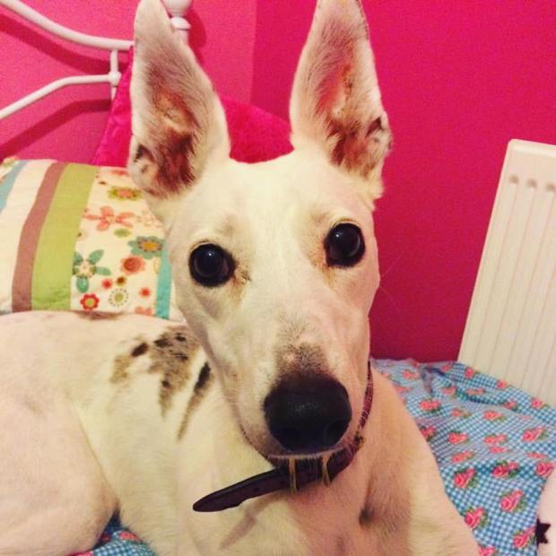 12342739_10154410947738206_4598147445075126276_n