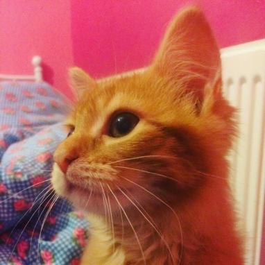 12348153_10154410941608206_7292478833227406808_n