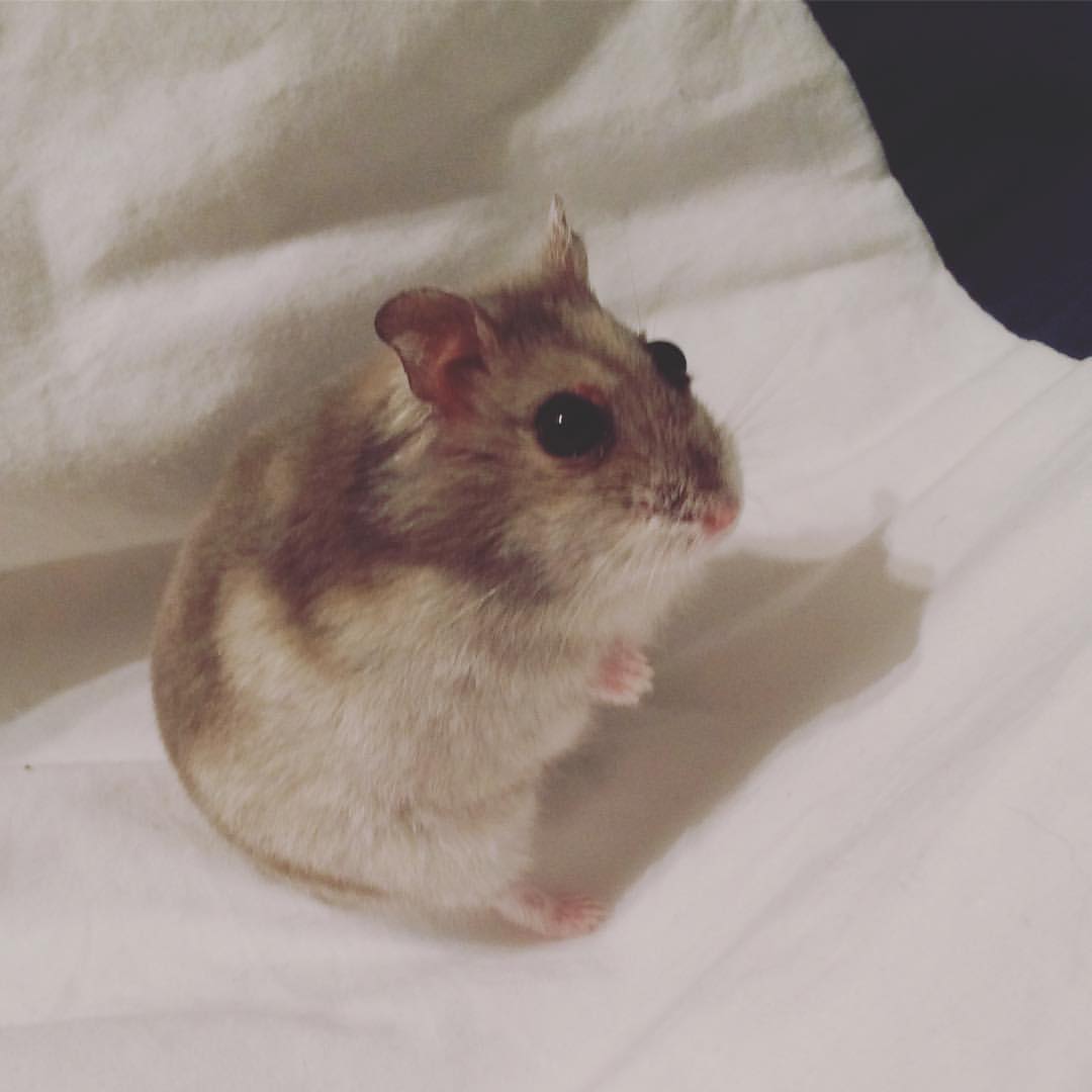 14700805_10155404598753206_7393239558398584347_o